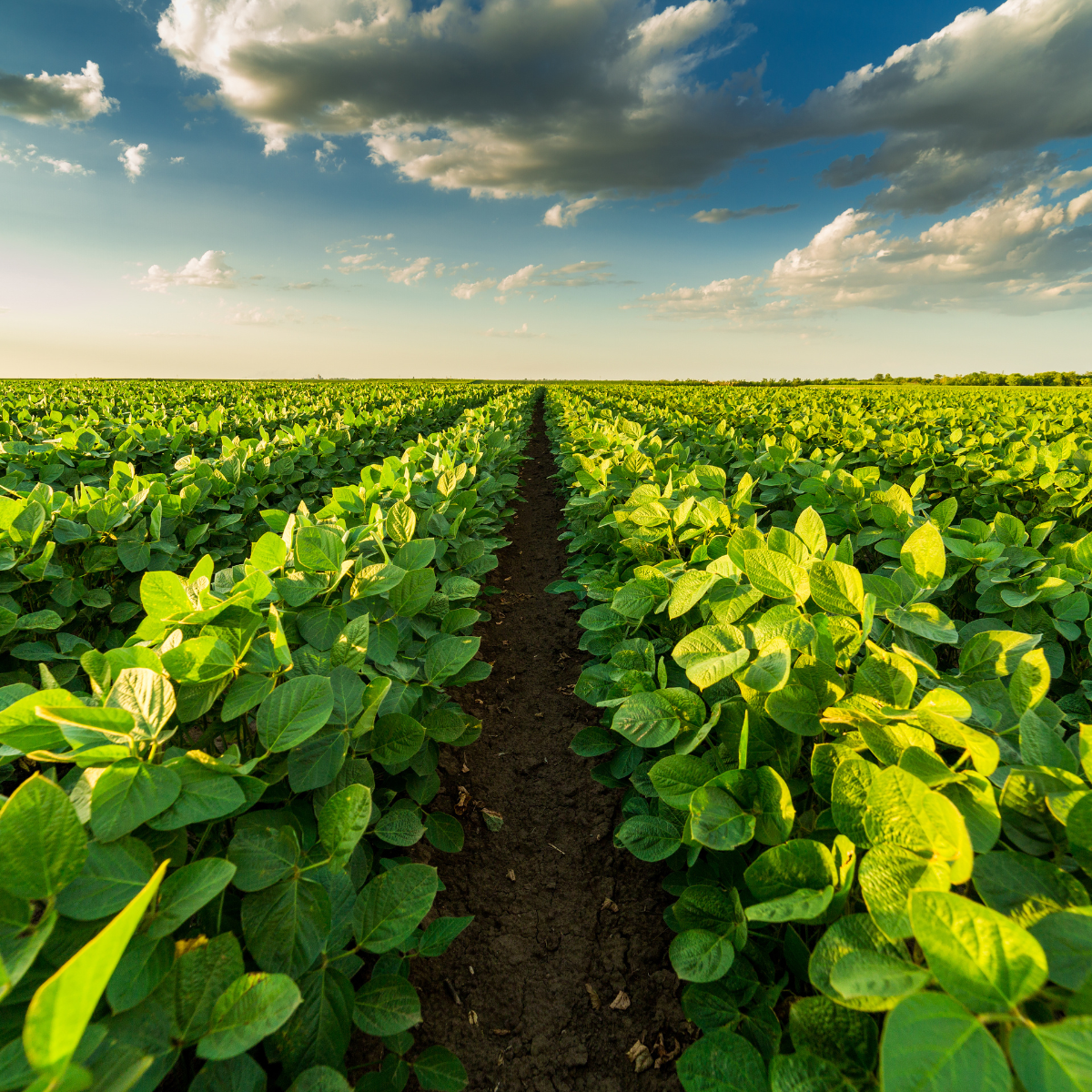 Agriculture